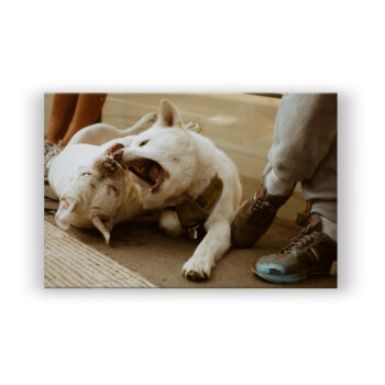 Hundekampf Fotografie Wandbild