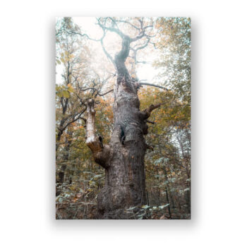 Die Dicke Marie: Berlins ältester Baum Büro Wandbild