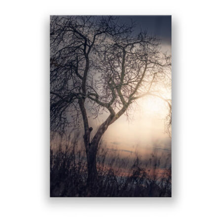 Baum im Abendrot Fotografie Wandbild