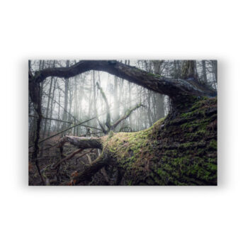 Verborgen im Wald Fotografie Wandbild