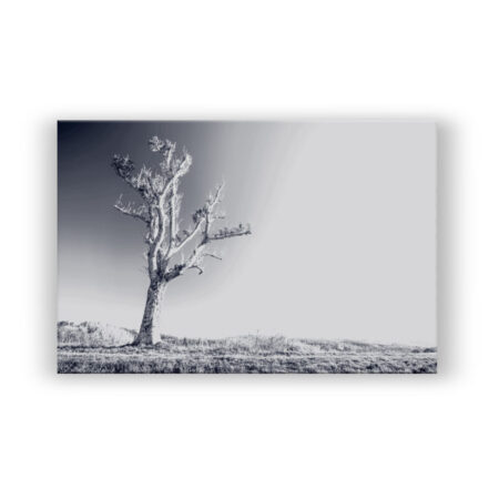 Solis Lumen – Einsamer Baum in der Sonne Büro Wandbild