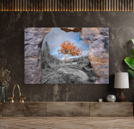 Der rote Baum am Odersee Fotografie Wandbild