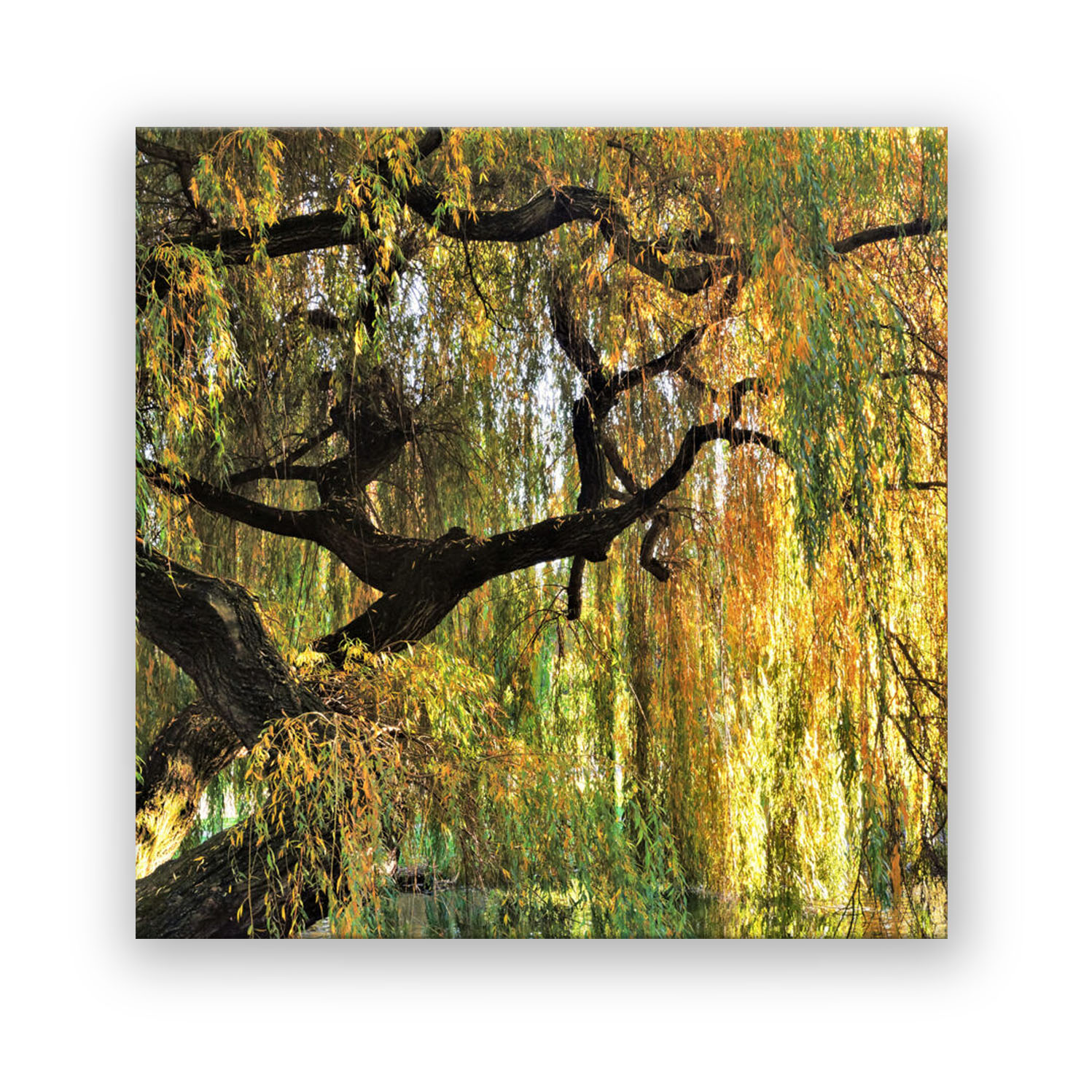 Weide im Herbst Natur Wandbild – ArtIsGreat