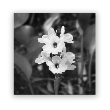 Blüten in schwarzweiß Schwarz Weiß Wandbild