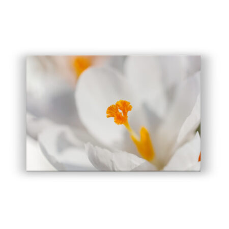 Weiße Blume Fotografie Wandbild