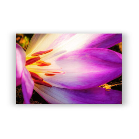 Blume mit Sonnenschein Fotografie Wandbild