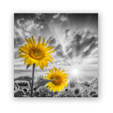 Zwei Sonnenblumen im Fokus Fotografie Wandbild