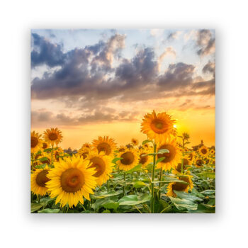 Sonnenblumen im Sonnenuntergang Fotografie Wandbild