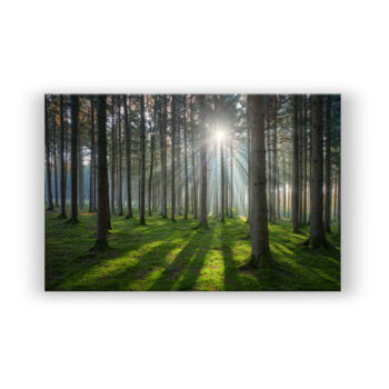 Sonniger Wald Fotografie Wandbild