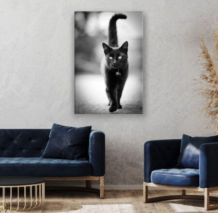 Schwarze Katze Fotografie Wandbild