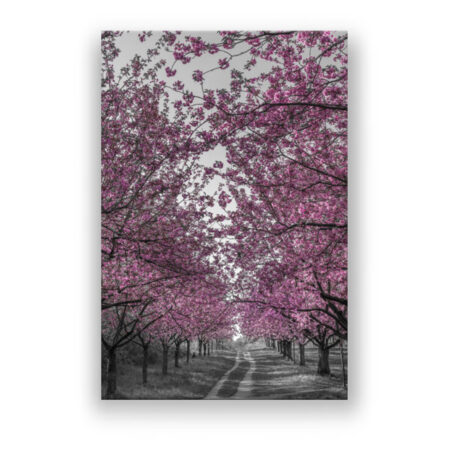 Kirschblütenallee in pink Fotografie Wandbild