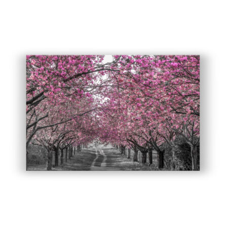 Wunderschöne Kirschblütenallee in pink Fotografie Wandbild