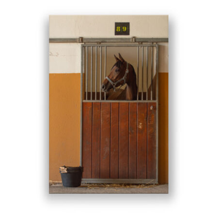 Pferd in Pferdebox – Rennbahn Marseille Fotografie Wandbild