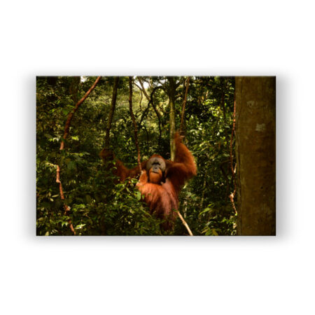 Orang-Utan im indonesischen Regenwald auf Sumatra Fotografie Wandbild
