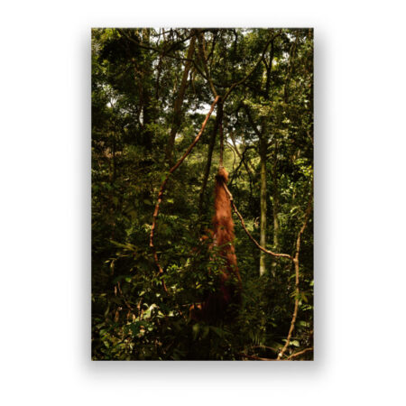Orang-Utan im indonesischen Regenwald auf Sumatra Fotografie Wandbild