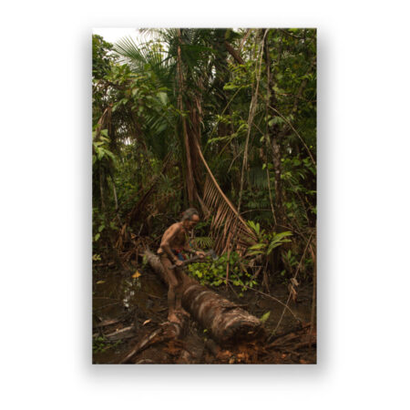 Baumfällen mit Kukie im indonesischen Regenwald auf Mentawai Fotografie Wandbild
