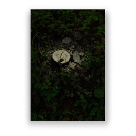 Kautschuk-Gewinnung im indonesischen Regenwald Fotografie Wandbild