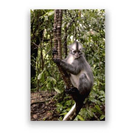 Thomas Leaf Monkey im indonesischen Regenwald auf Sumatra Fotografie Wandbild