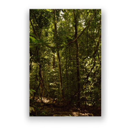 Lianen im indonesischen Regenwald auf Sumatra Fotografie Wandbild