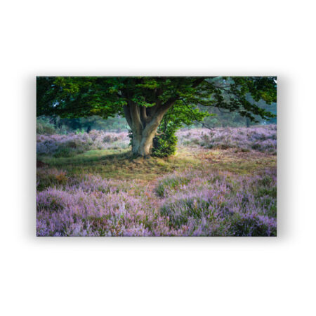 einsamer Baum inmitten von lila Heideblüten Fotografie Wandbild