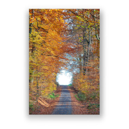 Herbstwald Fotografie Wandbild