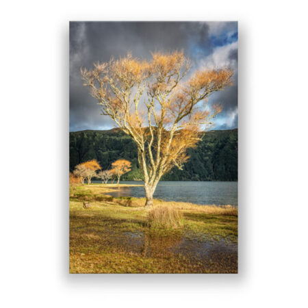 von der Sonner erleuchteter Baum in Sete Cidades Fotografie Wandbild